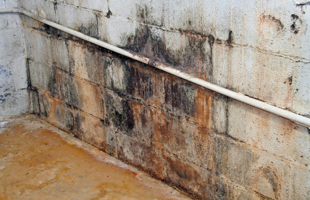 Mold Damage Public Adjuster - ProFloridian