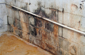 ProFloridian Public Adjuster mold